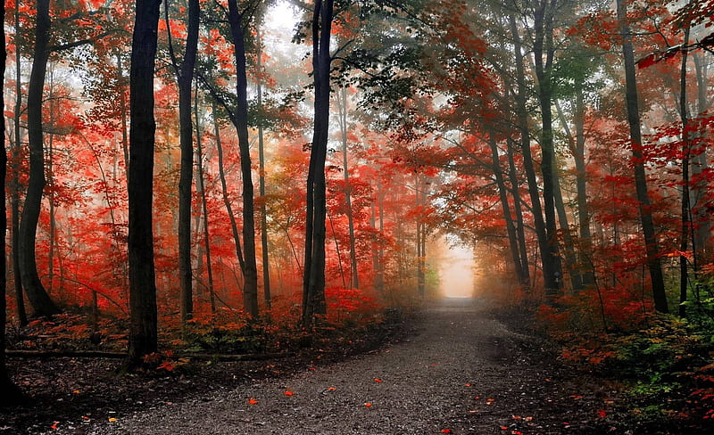 Forest road, forest, cool, nature, fun, road, trees, HD wallpaper | Peakpx