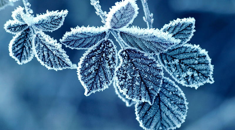 Frozen leaves, frozen, abstract, frost, winter, leaf, frosty, leaves, graphy macro, close-up, nature, HD wallpaper