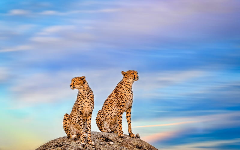 cheetahs, predators, wild cat, Africa, HD wallpaper