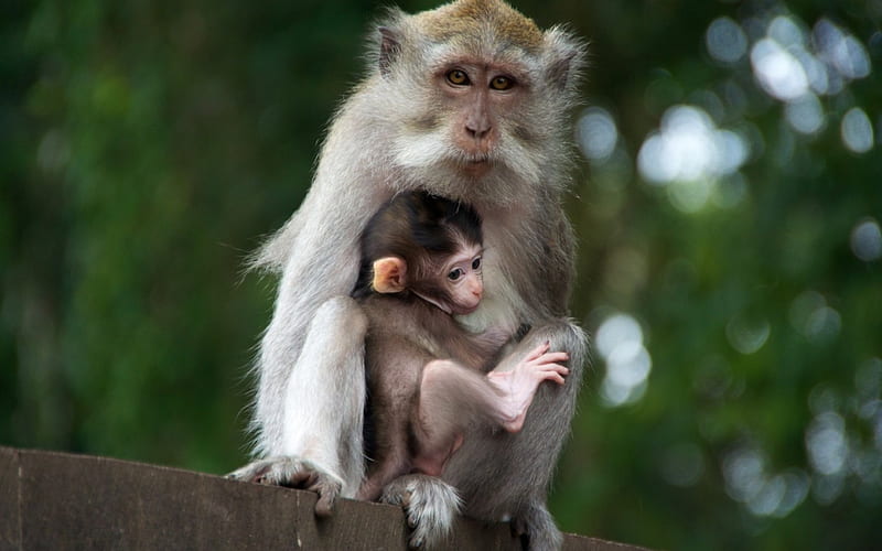 mother and child, primates monkeys, child, mother, HD wallpaper