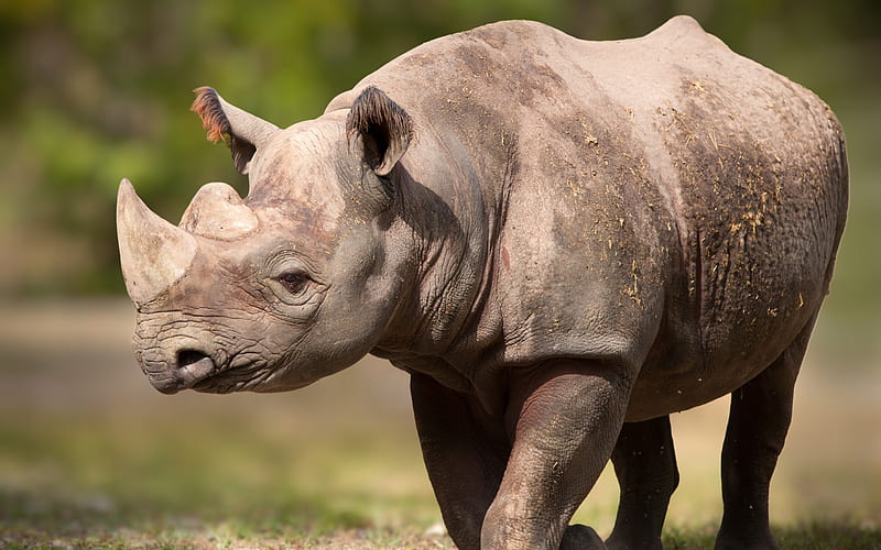 rhinoceros, Africa, wildlife, dangerous animals, HD wallpaper