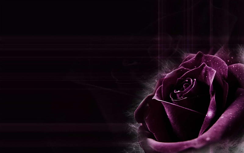 Purple Rose, purple, rose, grid, black, effects, HD wallpaper