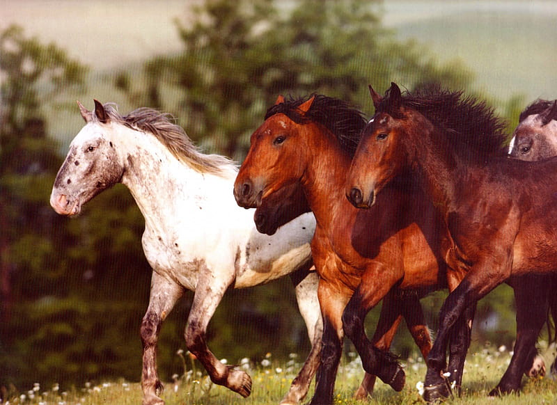 Mustangs, Horse herds, Horses, Wild Horses, HD wallpaper