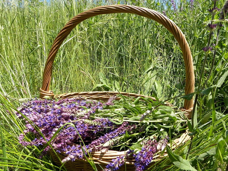 WILD SAGE BASKET, baskets, grasses, purple, green, herbs, flowers, stems, fields, HD wallpaper