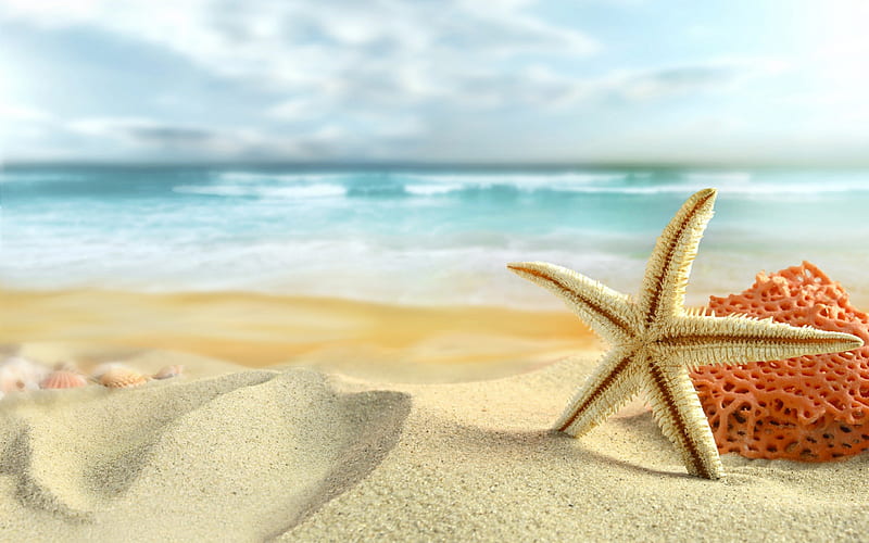 Summer, pretty, summer time, bonito, clouds, sea, sweet, beach, sand, splendor, beauty, vacation, lovely, view, ocean, waves, ocean waves, sky, starfish, shell, peaceful, nature, shells, HD wallpaper