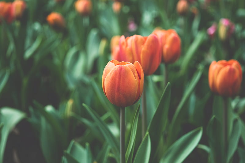 orange tulip, HD wallpaper
