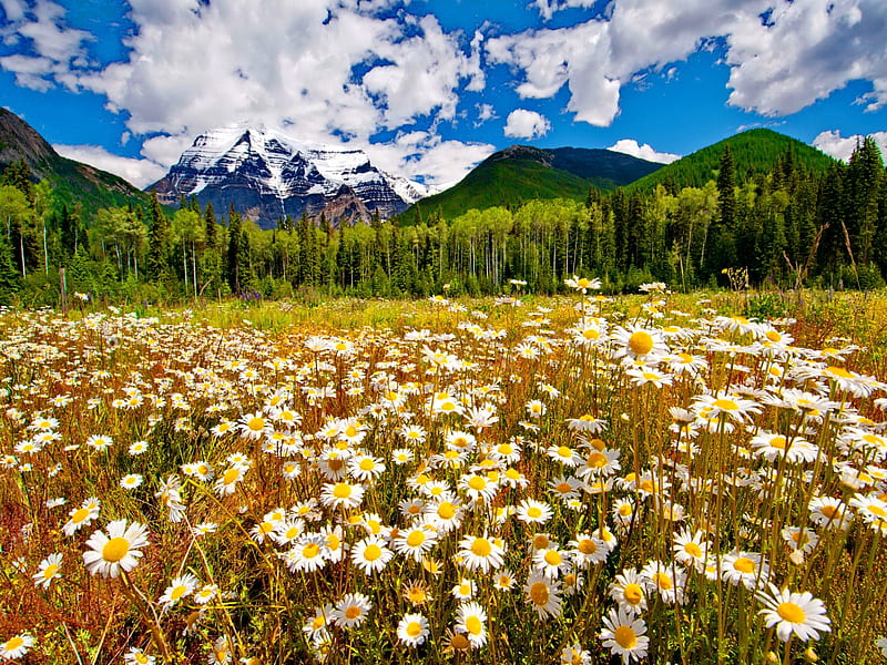 Field of daisies, pretty, lovely, fresh, delight, bonito, trees, sky, clouds, daisies, mountain, nice, summer, flowers, beauty, nature, HD wallpaper