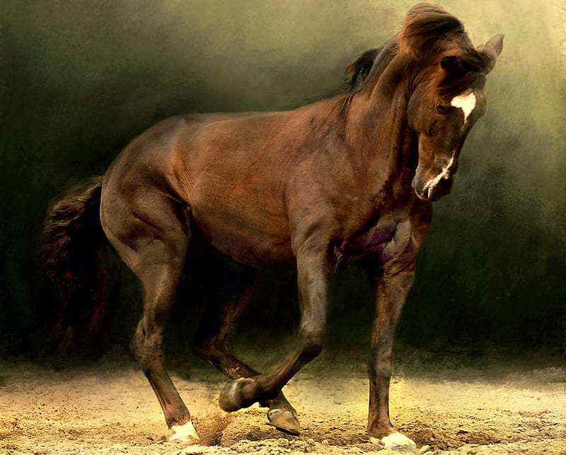Strength And Beauty, standing, chestnut, stallion, white forehead, HD wallpaper