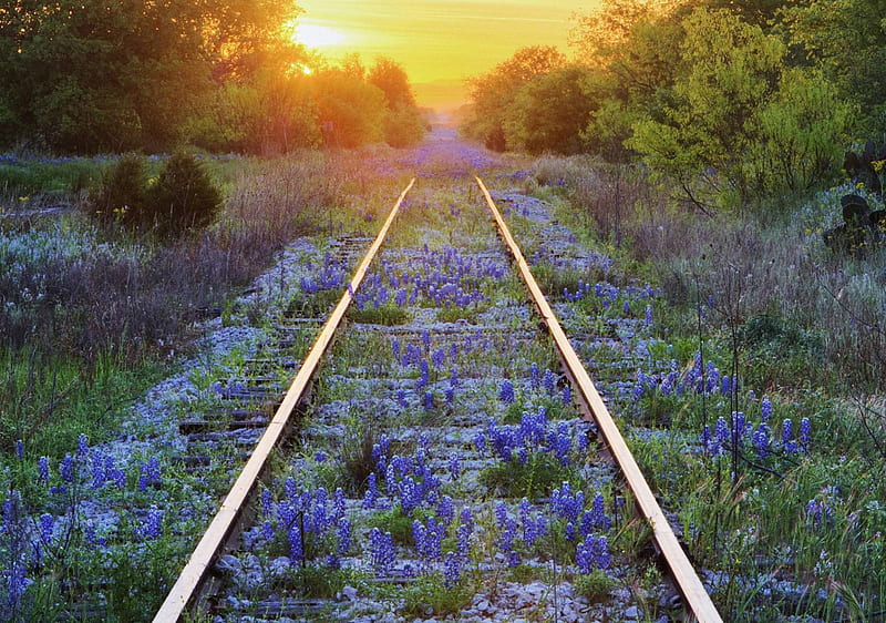 Flowers on Railway Lines California, railroad, california, bonito, sunset, railway, usa, wild, flowers, america, lines, evening, meadow, HD wallpaper