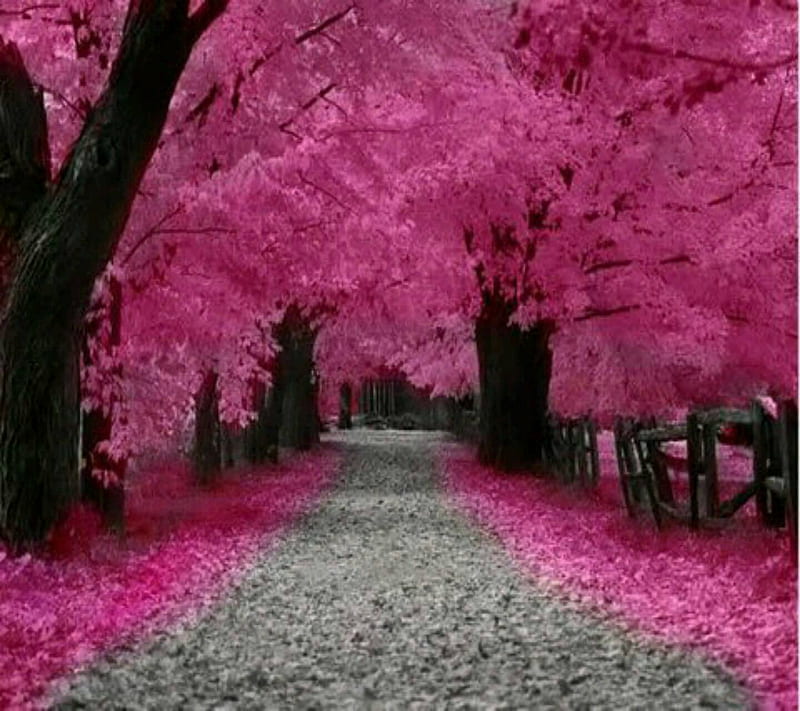 Nature in Pink, in pink, HD wallpaper | Peakpx
