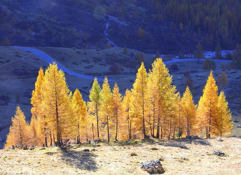 Autumn in light, colorful, autumn, yellow, bonito, trees, master, tree ...
