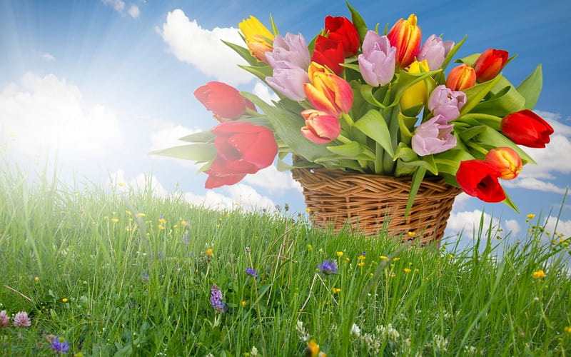 Tulips, basket, flowers, colors, spring, artwork, meadow, landscape, HD wallpaper