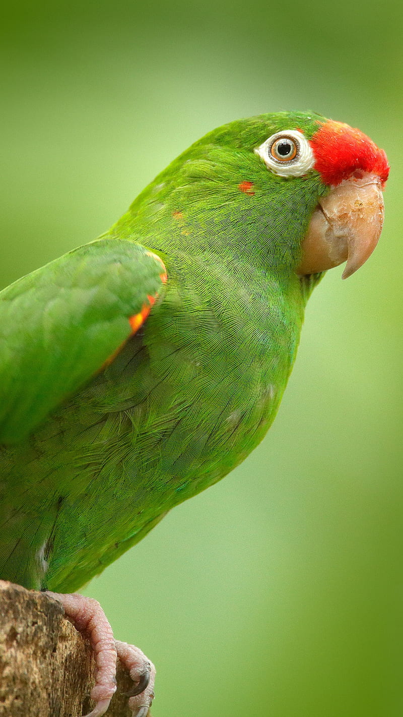 Green parrot, bird, nature, HD phone wallpaper | Peakpx
