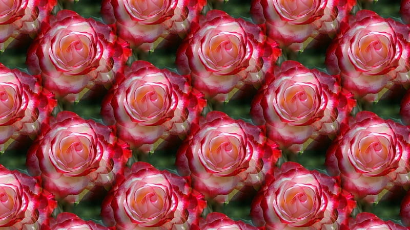 Texture, pattern, red, rose, flower, paper, HD wallpaper