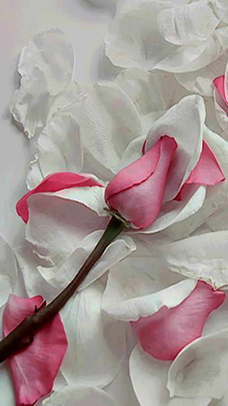 White Pink Roses, pink roses, HD phone wallpaper