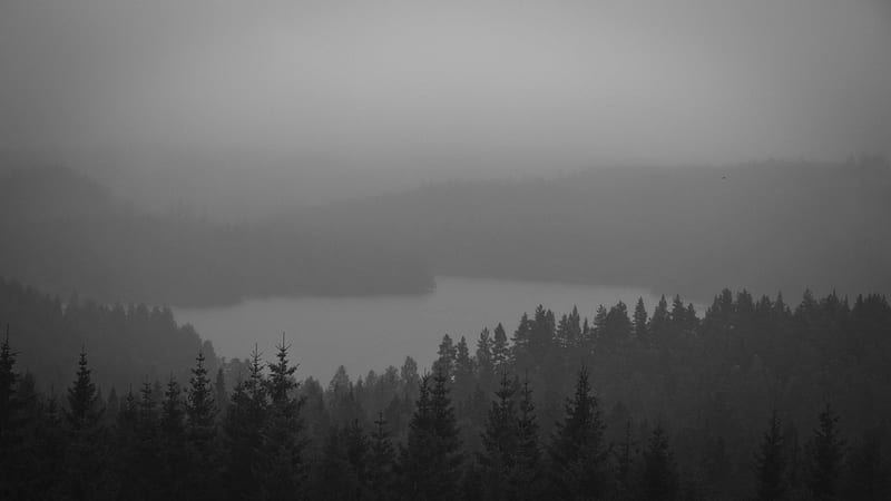 black and white #forest #lake #mist K # # #. Landscape , Landscape silhouette, Black landscape, Conifer Forest, HD wallpaper