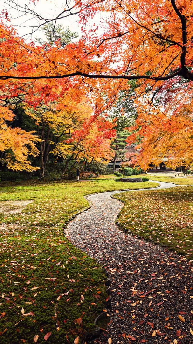 Nature Autumn , yoshikien, garden japan, HD phone wallpaper