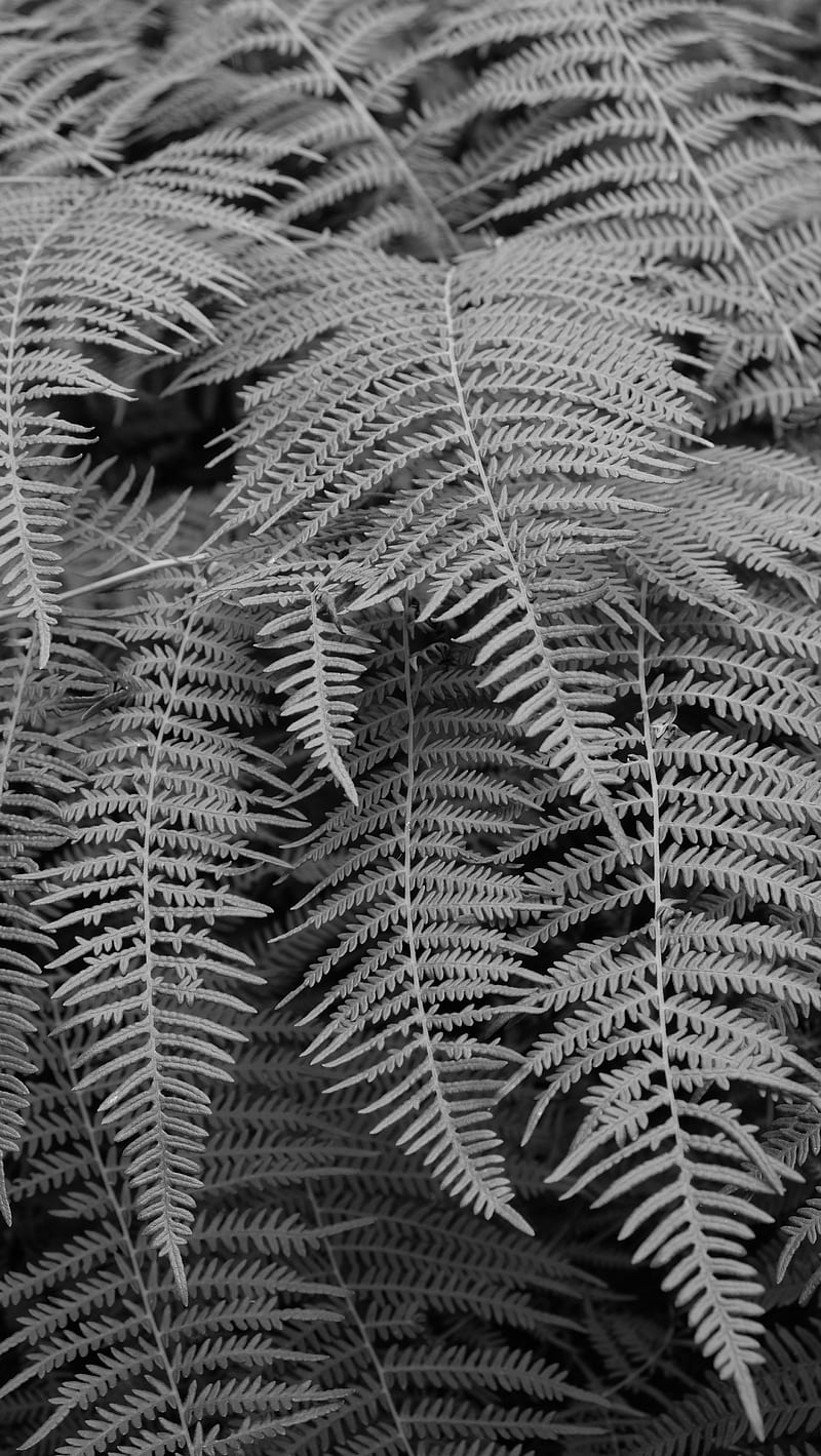 fern, macro, bw, plant, HD phone wallpaper