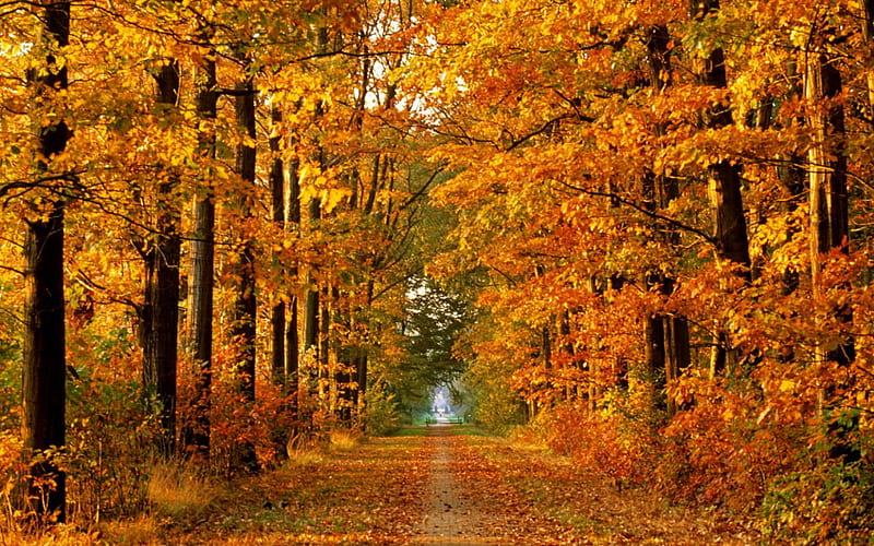 Autumn forest landscape wallpaper HD  KDE Store