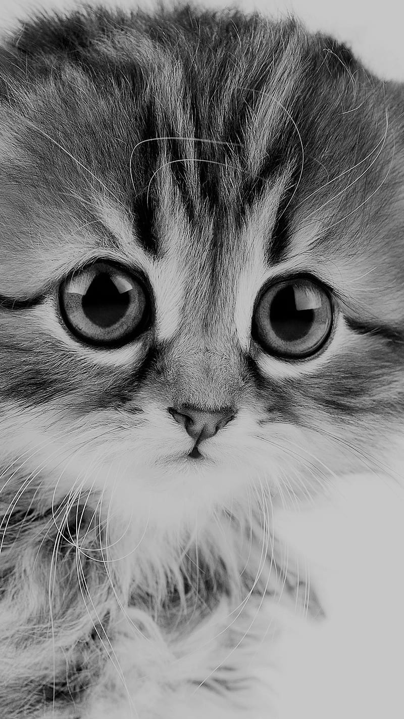 Sad Cat, animal, cute, HD phone wallpaper | Peakpx