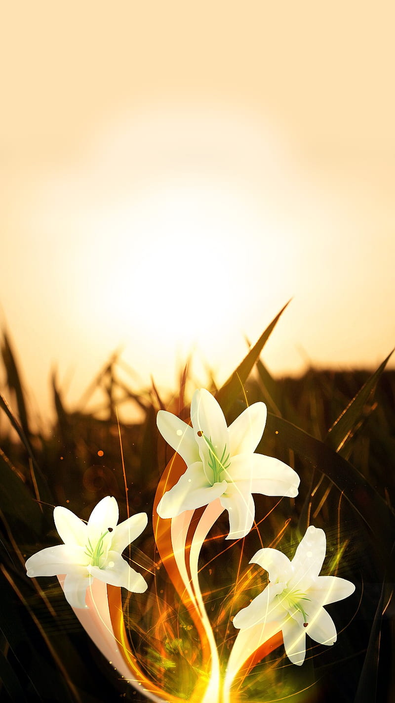 Sun flower, flower, soleil, HD phone wallpaper | Peakpx