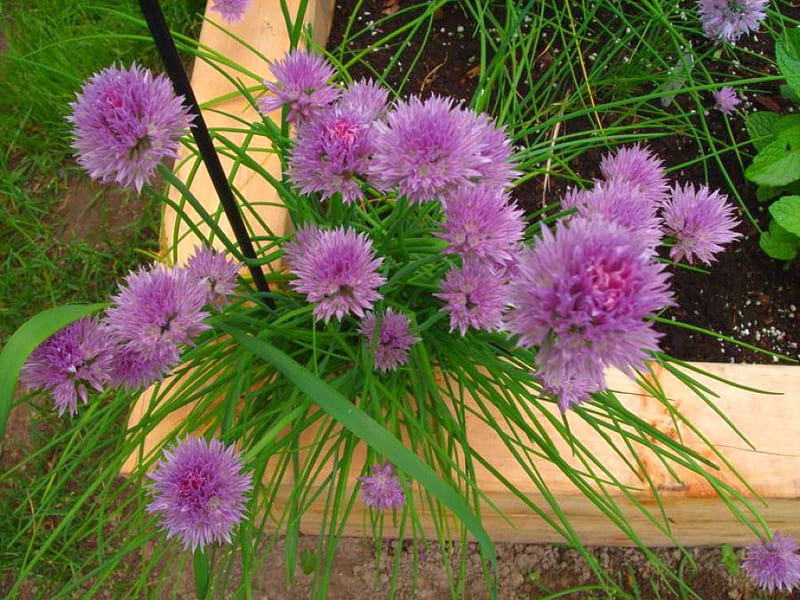Chives Flowers, flowers, bonito, chives, HD wallpaper