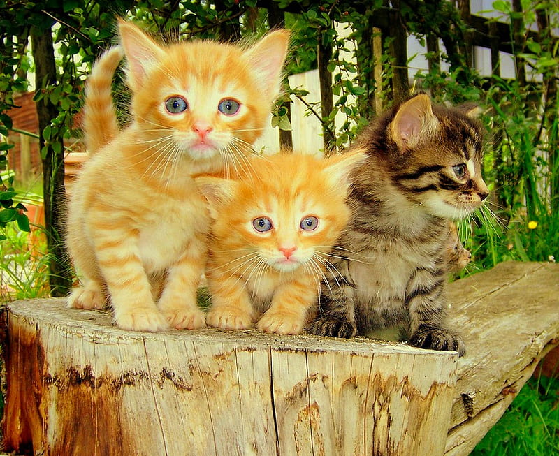 Three Cuties, cute, nature, cats, animals, HD wallpaper | Peakpx