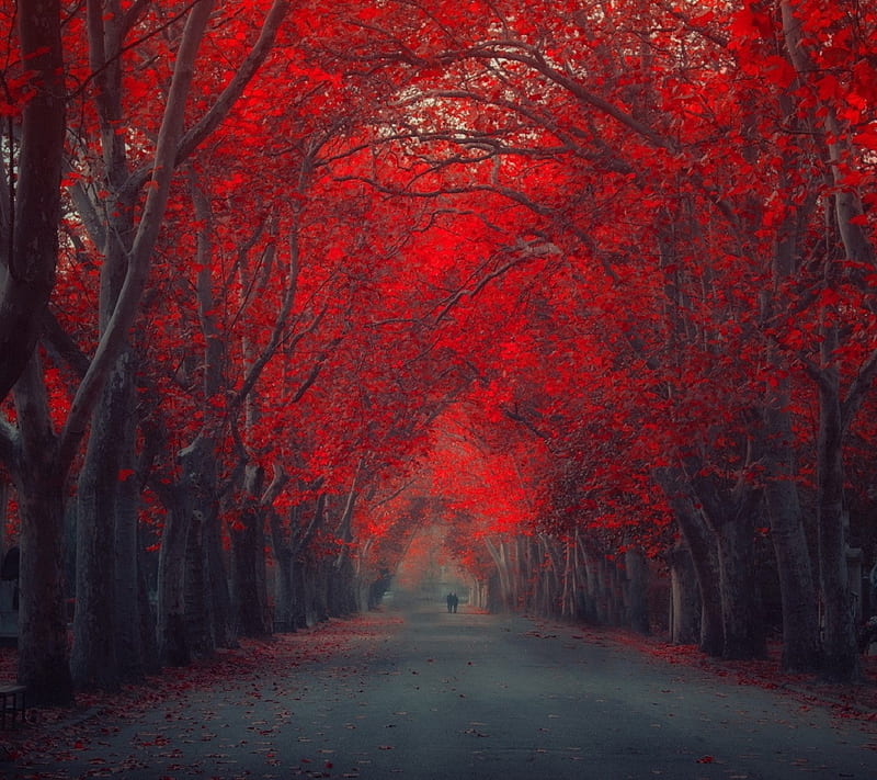 Red Nature, forest, red forest, HD wallpaper