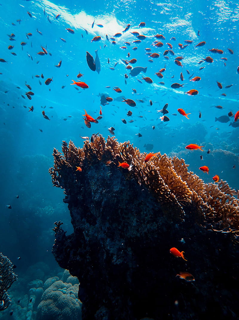 fish, corals, algae, underwater world, HD phone wallpaper