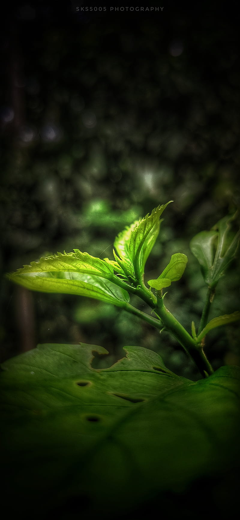 Leaf, black, blue, dark, flower, green, official, snakes, HD phone ...