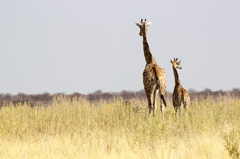 Giraffe, grass, tal, animal, HD wallpaper