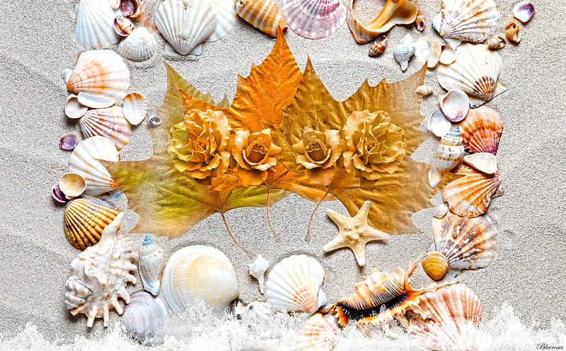 *Autumnal meeting*, seashells, autumn, autumn rise, hq, roses, seasons, starfish, beach, leaves, sand, seaside, r, shells, HD wallpaper
