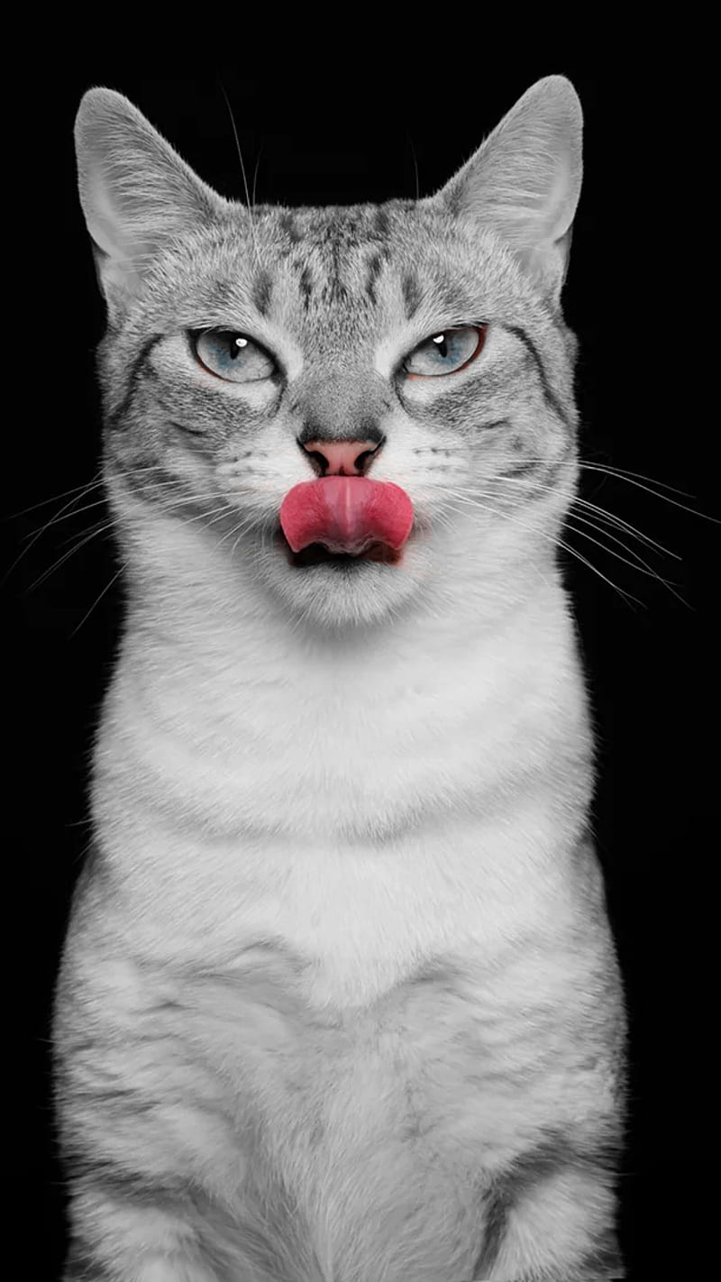 funny cat, cat, pets, cats, tongue, kitten, funny, HD phone wallpaper