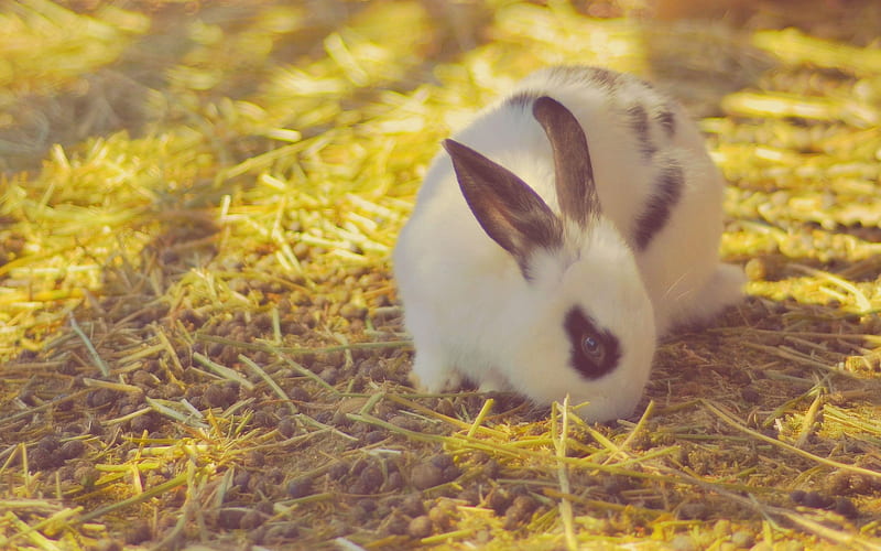 white fluffy rabbit, cute animals, autumn, evening, rabbits, HD wallpaper