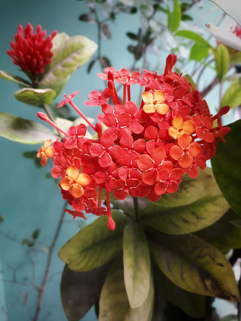 Ixora coccinea, red, rongon, flower, HD phone wallpaper