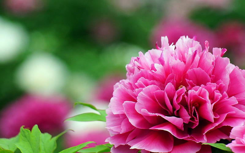 peony, bokeh, pink flower, blur, close-up, beautiful flowers, HD wallpaper