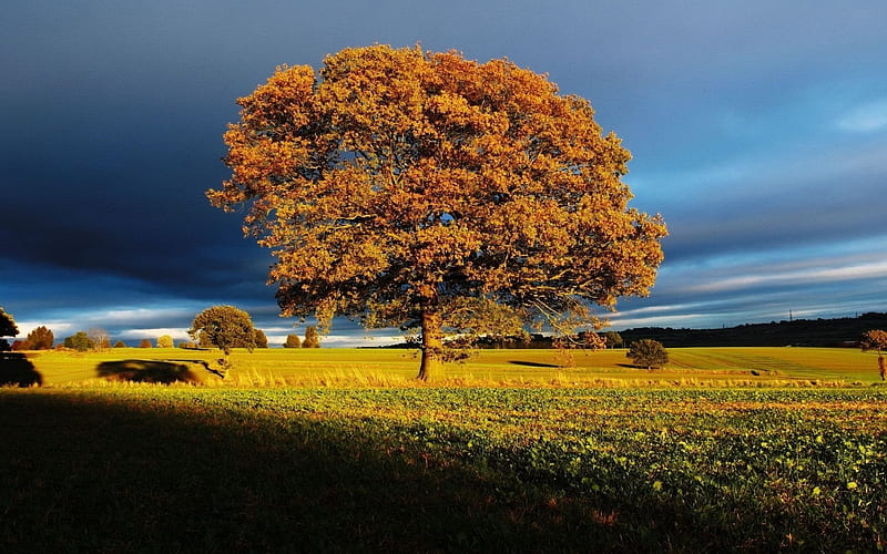 storm clouds, golden autumn, lonely tree, HD wallpaper