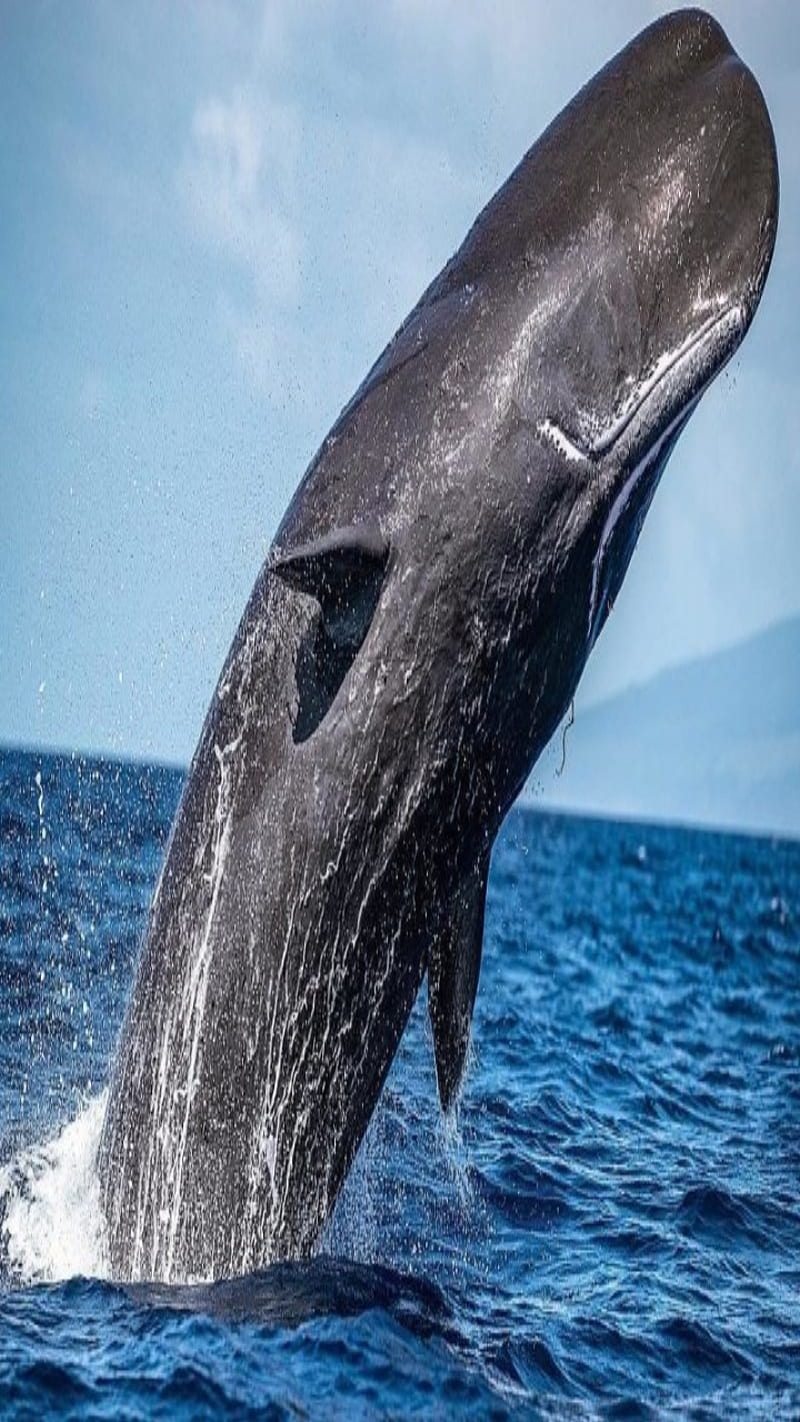 Cetacean, big, blue, fish, sea, whale, HD phone wallpaper | Peakpx