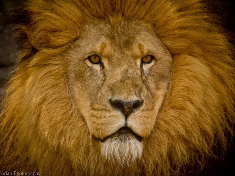 imposing lion king, king, cats, imposing, lion, HD wallpaper