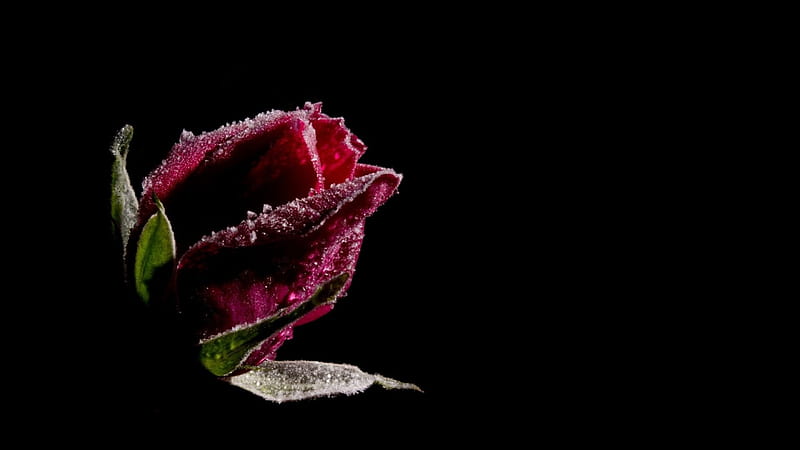 Red Rose, flower, red, rose, bud, HD wallpaper | Peakpx