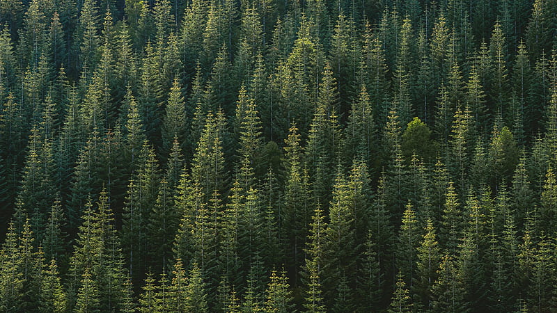 green trees, nature, forest , u , 16:9 background, 1851, Conifer Forest, HD wallpaper