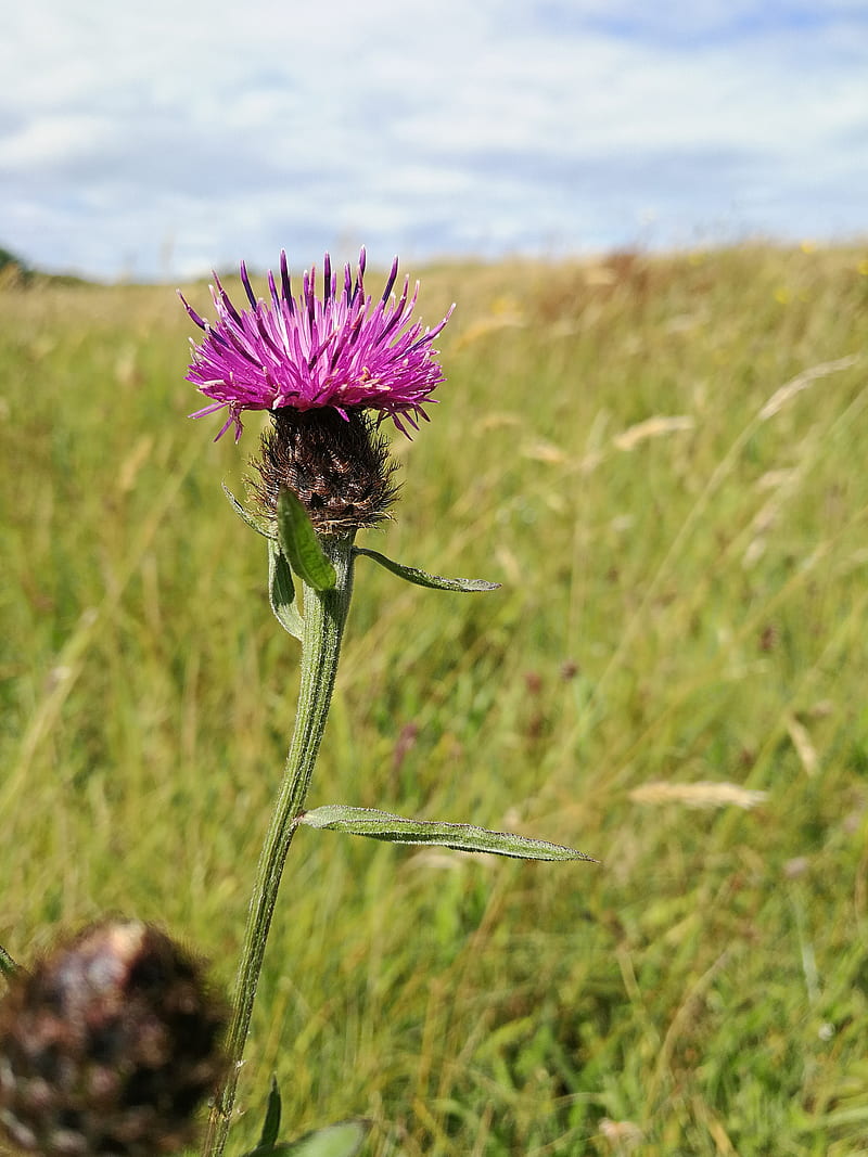 Thistle, flower, grass, nature, scotland, summer, HD phone wallpaper