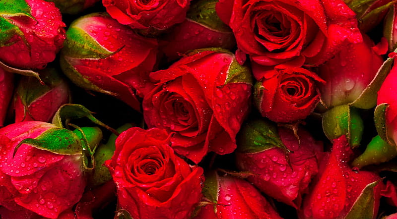 Red roses background, fragrance, red, leaves, roses, petals, scent, beautiful, HD wallpaper