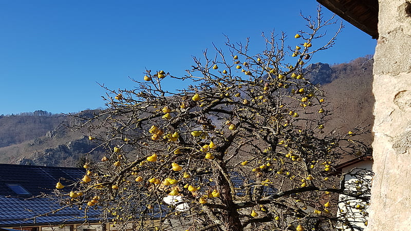 Pears, pear, tree, fruits, nature, branches, HD wallpaper | Peakpx