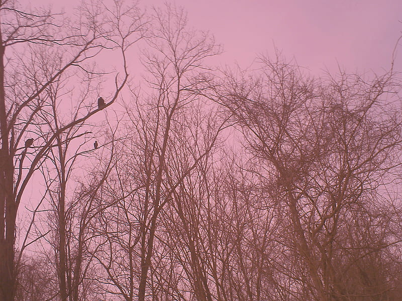Pink Sky, buzzards, sunset, tree, pink, HD wallpaper