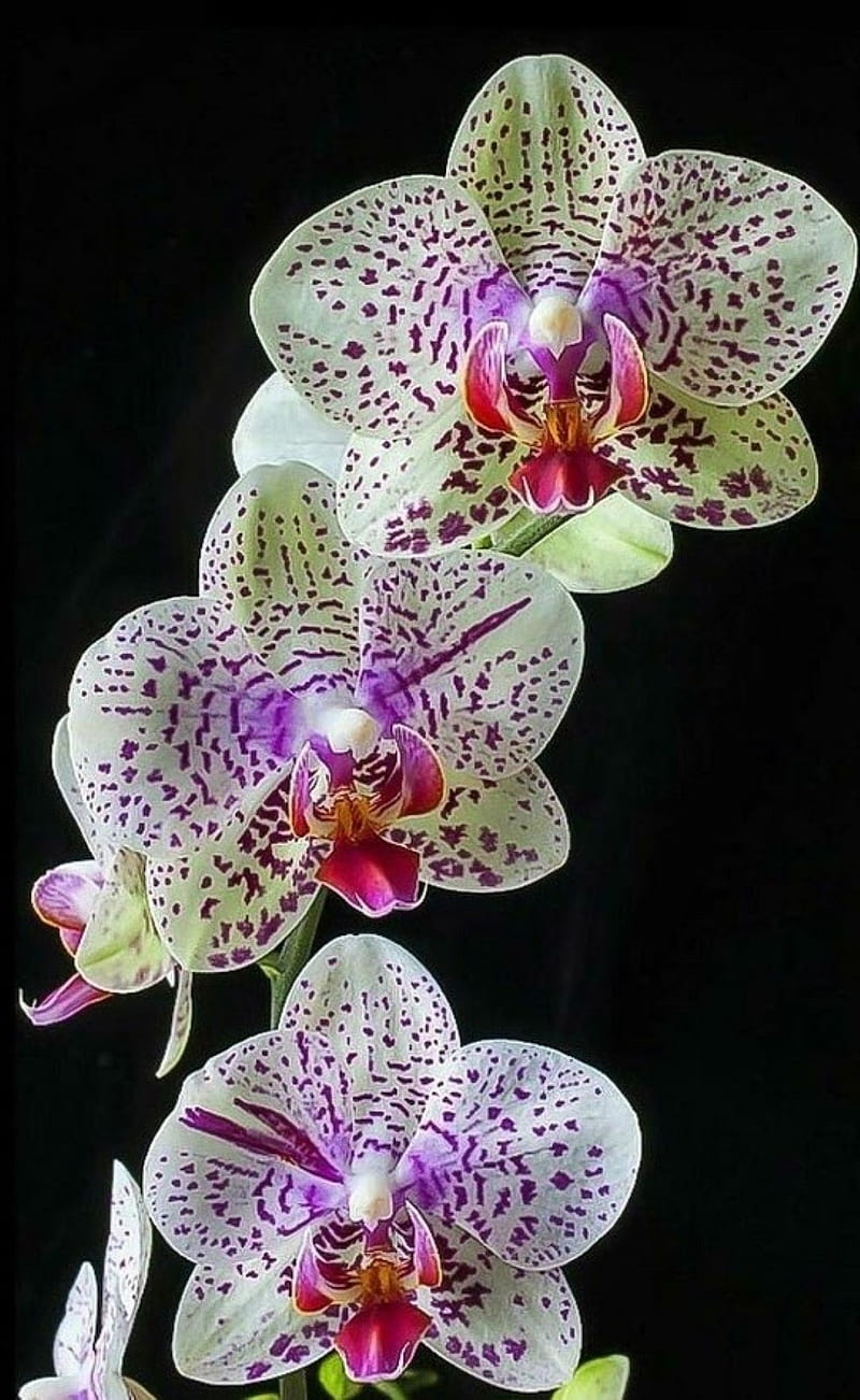 Orquídea, orquídeas, blanco, Fondo de pantalla de teléfono HD | Peakpx
