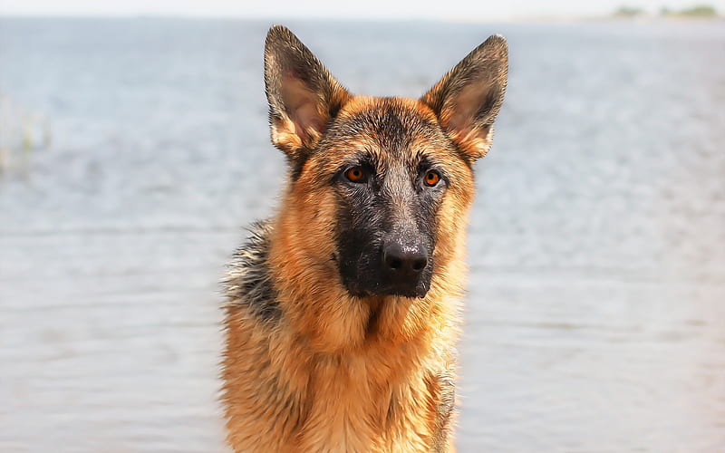 German Shepherd Dog, beach, big dog, summer, pets, dog breeds, HD wallpaper