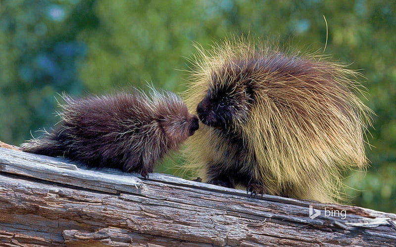 One Pair Of Cute Hedgehog Bing Theme Preview, Cute Porcupine, HD wallpaper