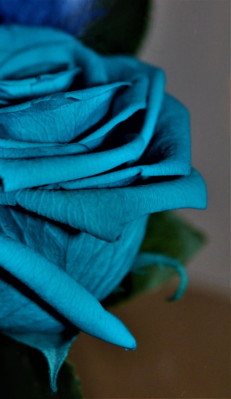 Rosa, bonito, azul, flor, naturaleza, turquesa, Fondo de pantalla de  teléfono HD | Peakpx