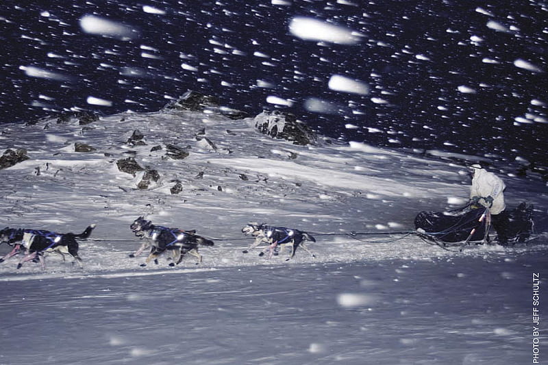 Iditarod, race, snow, alaska, man, dogs, HD wallpaper